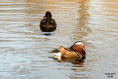 Mandarin duck standing on a branch