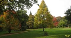 Autumn colours in a forest with vibrant foliage