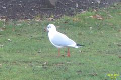 Black-headed gull standing on a rocky surface