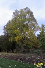 Black walnut tree Juglans nigra