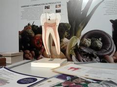 Tooth model at Casa de la Ciencia in Seville