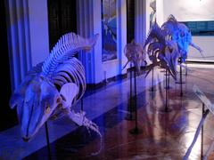 Cetacean skeletons at Casa de la Ciencia in Seville