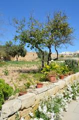 Tarxien Gardens pots of flowers