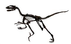 Deinonychus skeleton at Sedgwick Museum of Earth Sciences