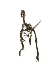 Deinonychus skeleton at Sedgwick Museum of Earth Sciences