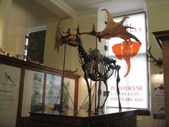 Giant Deer skeleton at The Sedgwick Museum