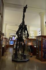 Iguanodon fossil at Sedgwick Museum