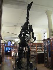 Iguanodon exhibit at the Sedgwick Museum