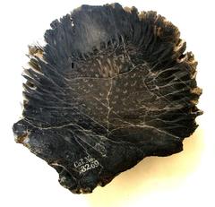 Bennettiales fossil