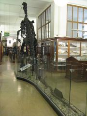 Iguanodon at the Sedgwick Museum