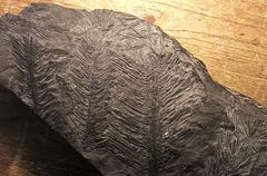 Lepidodendron leaf fossil specimen