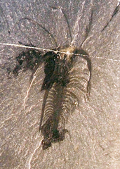 Marrella splendens fossil from the Middle Cambrian Burgess Shale