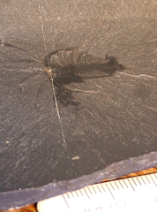 Marrella splendens fossil from Burgess Shale with aluminosilicate vein