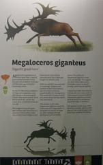 Megaloceros giganteus information board