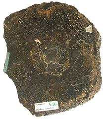 A section of Psaronius fossil from the Bunsbury collection.