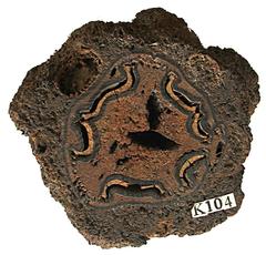 Transverse section of a modern tree fern