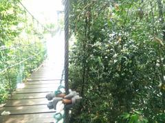 Canopy of KL Forest Eco Park with KL Tower in the background, Malaysia