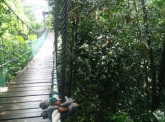 Canopy of KL Forest Eco Park at Kuala Lumpur Tower