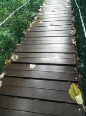 Canopy Walkway at KL Forest Eco Park