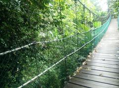 Canopy of KL Forest Eco Park at Kuala Lumpur Tower