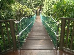 Canopy of KL Forest Eco Park at KL Tower, Malaysia