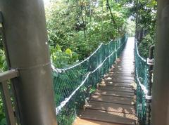 Canopy of KL Forest Eco Park at Kuala Lumpur Tower