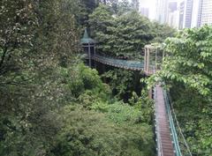 Canopy of KL Forest Eco Park at Kuala Lumpur Tower