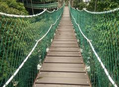 Canopy of KL Forest Eco Park at Kuala Lumpur Tower