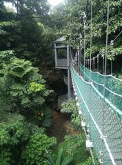 KL Forest Eco Park canopy at KL Tower in Malaysia