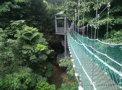 canopy of KL Forest Eco Park at KL Tower