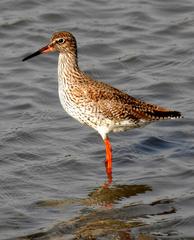 Common Redshank Tringa totanus