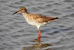 Common Redshank Tringa totanus at Sewri Jetty