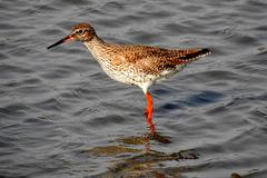 Common Redshank Tringa totanus at Sewri Jetty, Mumbai