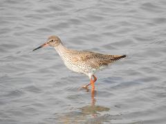 Common Redshank Tringa totanus