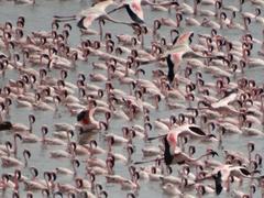 Flamingoes flying at Flamingo Point, Sewri