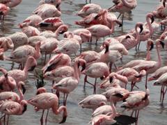 Flamingoes flying at Flamingo Point, Sewri