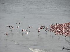 Flamingoes flying over Flamingo Point, Sewri