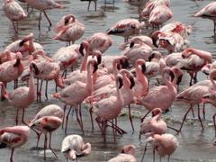 Flamingoes flying at Flamingo Point Sewri