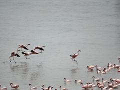 Flamingoes flying at Flamingo Point, Sewri