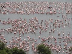 Flamingoes flying at Flamingo Point