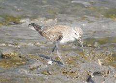 Broad-billed Sandpiper Limicola falcinellus at Mahul-Sewri Mudflats