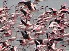 Flamingoes flying at Flamingo Point, Sewri