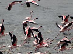 Flamingoes flying at Flamingo Point, Sewri