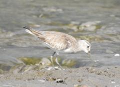 Broad-billed Sandpiper Limicola falcinellus at Mahul-Sewri Mudflats