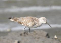 Broad-billed Sandpiper at Mahul-Sewri Mudflats