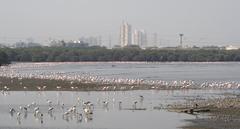 Lesser Flamingos at Sewri Mudflats, Mumbai