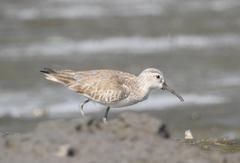 Curlew Sandpiper at Mahul-Sewri Mudflats