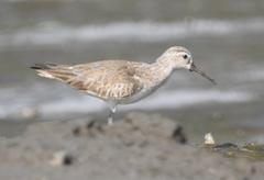 Curlew Sandpiper Calidris ferruginea at Mahul-Sewri Mudflats