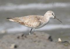 Curlew Sandpiper at Mahul-Sewri Mudflats