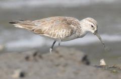 Curlew Sandpiper Calidris ferruginea